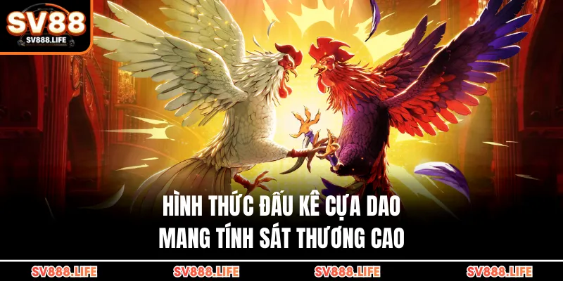 Hình thức đấu kê cựa dao mang tính sát thương cao